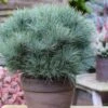 Sea Urchin Miniature Eastern White Pine - 2 Gallon Pot -Garden Plants Shop pinus strobus sea urchin dwarf eastern white pine 1