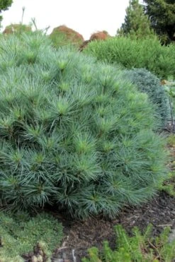 Sea Urchin Miniature Eastern White Pine - 2 Gallon Pot -Garden Plants Shop pinus strobus sea urchin dwarf eastern white pine 4