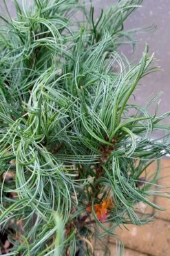 Wiggles Eastern White Pine (Pinus Strobus) - 3 Gallon Pot -Garden Plants Shop pinus strobus vercurve twisted needle dwarf eatern white pine 3
