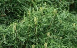 Wiggles Eastern White Pine (Pinus Strobus) - 3 Gallon Pot -Garden Plants Shop pinus strobus wiggles eastern white pine 4