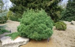 Wiggles Eastern White Pine (Pinus Strobus) - 3 Gallon Pot -Garden Plants Shop pinus strobus wiggles eastern white pine 5