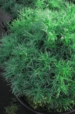 Wiggles Eastern White Pine (Pinus Strobus) - 3 Gallon Pot -Garden Plants Shop pinus strobus wiggles eastern white pine 6