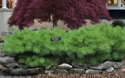 Hillside Creeper Scotch Pine (Pinus Sylvestris) - 6 Gallon Pot -Garden Plants Shop pinus sylvestris hillside creeper 3