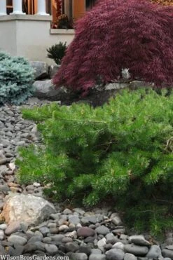 Hillside Creeper Scotch Pine (Pinus Sylvestris) - 6 Gallon Pot -Garden Plants Shop pinus sylvestris hillside creeper 4