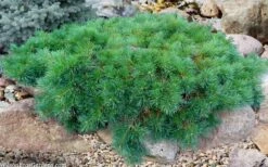 Hillside Creeper Scotch Pine (Pinus Sylvestris) - 6 Gallon Pot -Garden Plants Shop pinus sylvestris hillside creeper 5