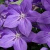 Pop Star Blue Balloon Flower (Platycodon) - 1 Gallon Pot -Garden Plants Shop platycodon pop star blue balloon flower 13