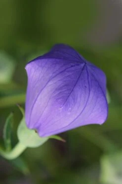 Pop Star Blue Balloon Flower (Platycodon) - 1 Gallon Pot -Garden Plants Shop platycodon pop star blue balloon flower 2