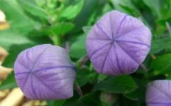 Pop Star Blue Balloon Flower (Platycodon) - 1 Gallon Pot -Garden Plants Shop platycodon pop star blue balloon flower 4