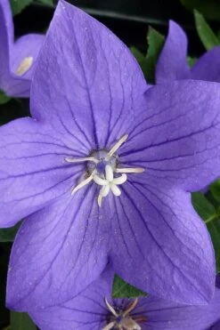 Pop Star Blue Balloon Flower (Platycodon) - 1 Gallon Pot -Garden Plants Shop platycodon pop star blue balloon flower 5