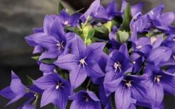 Pop Star Blue Balloon Flower (Platycodon) - 1 Gallon Pot -Garden Plants Shop platycodon pop star blue balloon flower 8
