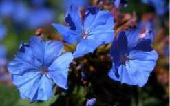 Hardy Blue Plumbago (Ceratostigma Plumbaginoides) - 5 Pack Of Quart Pots -Garden Plants Shop plumbago hardy blue perennial