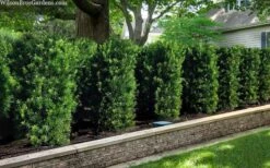 Maki Podocarpus Columnar Yew - 3 Gallon Pot -Garden Plants Shop podocarpus macrophyllus maki 102