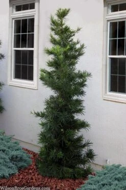 Maki Podocarpus Columnar Yew - 3 Gallon Pot -Garden Plants Shop podocarpus maki yew 1