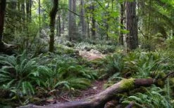 Western Sword Fern (Polystichum Munitum) - 1 Gallon Pot -Garden Plants Shop polystichum munitum western sword fern 9