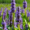 Heartleaf Purple Pickerel Weed (Pontaderia Cordata) - 8 Pack Of 1 Gallon Pot -Garden Plants Shop pontaderia cordata pickerel weed 20