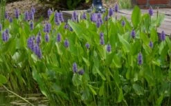 Heartleaf Purple Pickerel Weed (Pontaderia Cordata) - 6 Pack Of 1 Gallon Pot -Garden Plants Shop pontederia cordata pickerel weed 4 1