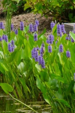 Heartleaf Purple Pickerel Weed (Pontaderia Cordata) - 8 Pack Of 1 Gallon Pot -Garden Plants Shop pontederia cordata pickerel weed 5