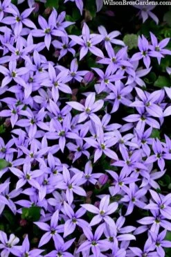 County Park Pratia (Blue Star Creeper) - 5 Pack Of Pint Pots -Garden Plants Shop pratia pedunculata county park blue star creeper 105 1