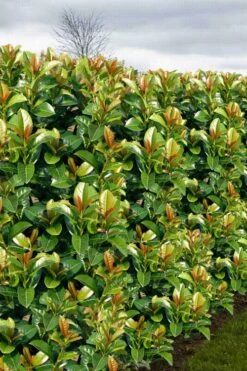 Volcano English Cherry Laurel (Prunus Laurocersasus) - 1 Gallon Pot 15 Volcano English Cherry Laurel (Prunus Laurocersasus) - 1 Gallon Pot -Garden Plants Shop prunus laurocerasus volcano english cherry laurel 3