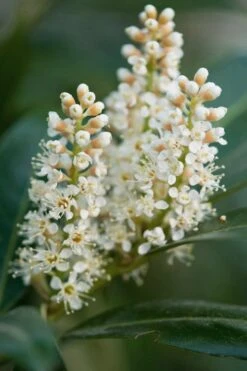 Volcano English Cherry Laurel (Prunus Laurocersasus) - 1 Gallon Pot 13 Volcano English Cherry Laurel (Prunus Laurocersasus) - 1 Gallon Pot -Garden Plants Shop prunus laurocerasus volcano english cherry laurel 4