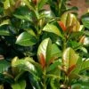 Volcano English Cherry Laurel (Prunus Laurocersasus) - 1 Gallon Pot 2 Volcano English Cherry Laurel (Prunus Laurocersasus) - 1 Gallon Pot -Garden Plants Shop prunus laurocerasus volcano english cherry laurel 7