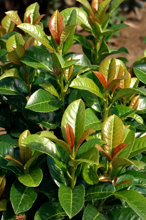 Volcano English Cherry Laurel (Prunus Laurocersasus) - 1 Gallon Pot 3 Volcano English Cherry Laurel (Prunus Laurocersasus) - 1 Gallon Pot