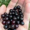 Wild Black Cherry Tree - 3 Gallon Pot 2 Wild Black Cherry Tree - 3 Gallon Pot -Garden Plants Shop prunus serotina wild black cherry tree 1