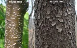 Wild Black Cherry Tree - 3 Gallon Pot -Garden Plants Shop prunus serotina wild black cherry tree 10