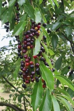 Wild Black Cherry Tree - 3 Gallon Pot -Garden Plants Shop prunus serotina wild black cherry tree 5