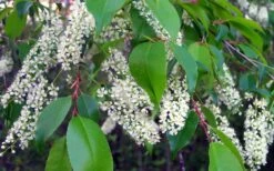 Wild Black Cherry Tree - 3 Gallon Pot -Garden Plants Shop prunus serotina wild black cherry tree 8