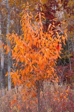 Wild Black Cherry Tree - 3 Gallon Pot -Garden Plants Shop prunus serotina wild black cherry tree 9