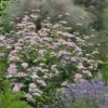 Silver Leaf Mountain Mint (Pycnanthemum Incanum) - 1 Gallon Pot -Garden Plants Shop pycnanthemum incanum hoary silver leaf mint 5