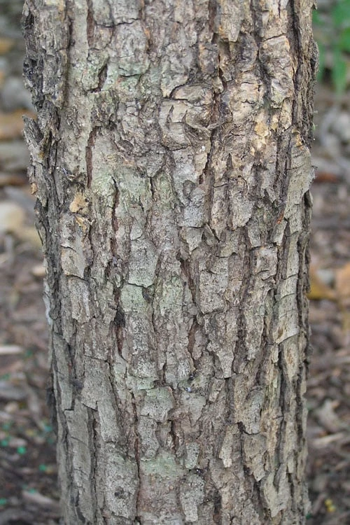 Overcup Oak Tree (Quercus Lyrata) - 3 Gallon Pot 10 Overcup Oak Tree (Quercus Lyrata) - 3 Gallon Pot - Image 8