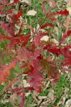Overcup Oak Tree (Quercus Lyrata) - 3 Gallon Pot 16 Overcup Oak Tree (Quercus Lyrata) - 3 Gallon Pot -Garden Plants Shop quercus lyrata overcup oak acorn fall leaf color 1