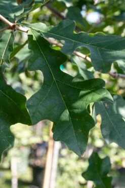 Overcup Oak Tree (Quercus Lyrata) - 3 Gallon Pot 15 Overcup Oak Tree (Quercus Lyrata) - 3 Gallon Pot -Garden Plants Shop quercus lyrata overcup oak acorn leaf 1
