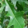Overcup Oak Tree (Quercus Lyrata) - 3 Gallon Pot -Garden Plants Shop quercus lyrata overcup oak acorn leaf 2