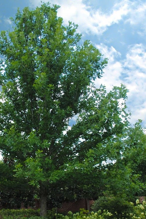 Overcup Oak Tree (Quercus Lyrata) - 3 Gallon Pot 6 Overcup Oak Tree (Quercus Lyrata) - 3 Gallon Pot - Image 4