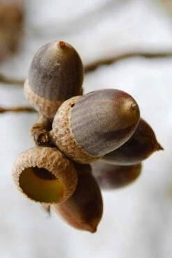 Nuttall Oak Tree (Quercus Nuttallii) - 3 Gallon Pot -Garden Plants Shop quercus nuttallii nutall oak acorn nut 1