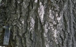 Nuttall Oak Tree (Quercus Nuttallii) - 3 Gallon Pot -Garden Plants Shop quercus nuttallii nutall oak bark 1