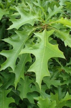 Nuttall Oak Tree (Quercus Nuttallii) - 3 Gallon Pot -Garden Plants Shop quercus nuttallii nutall oak leaf 1