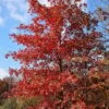 Nuttall Oak Tree (Quercus Nuttallii) - 3 Gallon Pot -Garden Plants Shop quercus nuttallii nutall oak leaf 1 fall foliage