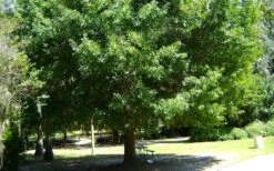 Nuttall Oak Tree (Quercus Nuttallii) - 3 Gallon Pot -Garden Plants Shop quercus nuttallii nutall oak tree 1