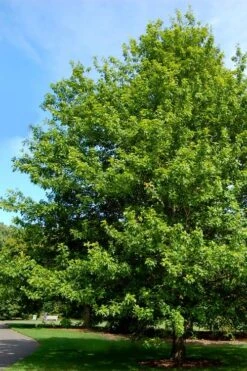 Nuttall Oak Tree (Quercus Nuttallii) - 3 Gallon Pot -Garden Plants Shop quercus nuttallii nutall oak tree 2