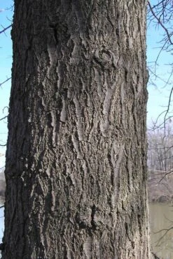 Pin Oak Tree (Quercus Palustris) - 3 Pack Of 1.5 Quart Pots -Garden Plants Shop quercus palustris pin oak bark 1