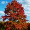 Pin Oak Tree (Quercus Palustris) - 3 Pack Of 1.5 Quart Pots -Garden Plants Shop quercus palustris pin oak tree 1