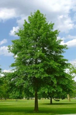 Pin Oak Tree (Quercus Palustris) - 3 Pack Of 1.5 Quart Pots -Garden Plants Shop quercus palustris pin oak tree 2