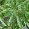 Willow Oak Tree (Quercus Phellos) - 3 Gallon Pot 1 Willow Oak Tree (Quercus Phellos) - 3 Gallon Pot -Garden Plants Shop quercus phellos willow leaves 1