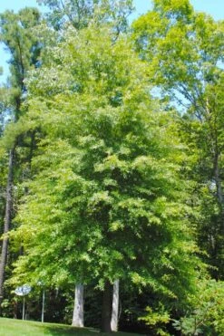 Willow Oak Tree (Quercus Phellos) - 3 Gallon Pot -Garden Plants Shop quercus phellos willow oak tree 1