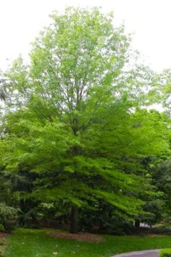 Willow Oak Tree (Quercus Phellos) - 3 Pack Of 1.5 Quart Pots -Garden Plants Shop quercus phellos willow oak tree 2 1