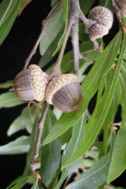 Willow Oak Tree (Quercus Phellos) - 3 Gallon Pot -Garden Plants Shop quercus phellos willow oak tree acorn nut